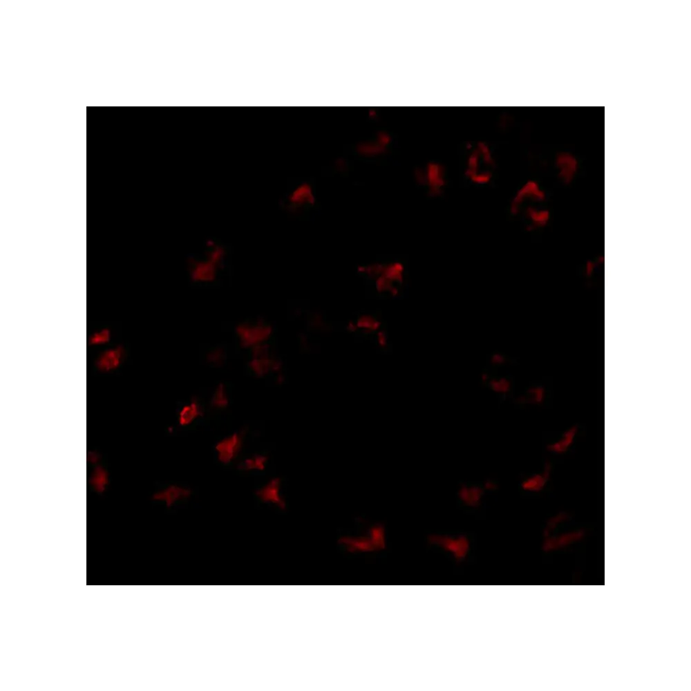 ProSci 5049_S GNPDA1 Antibody, ProSci, 0.02 mg/Unit Tertiary Image