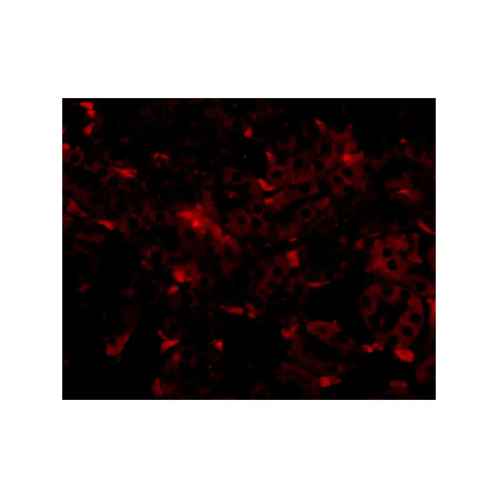 ProSci 5061 GNPDA2 Antibody, ProSci, 0.1 mg/Unit Tertiary Image