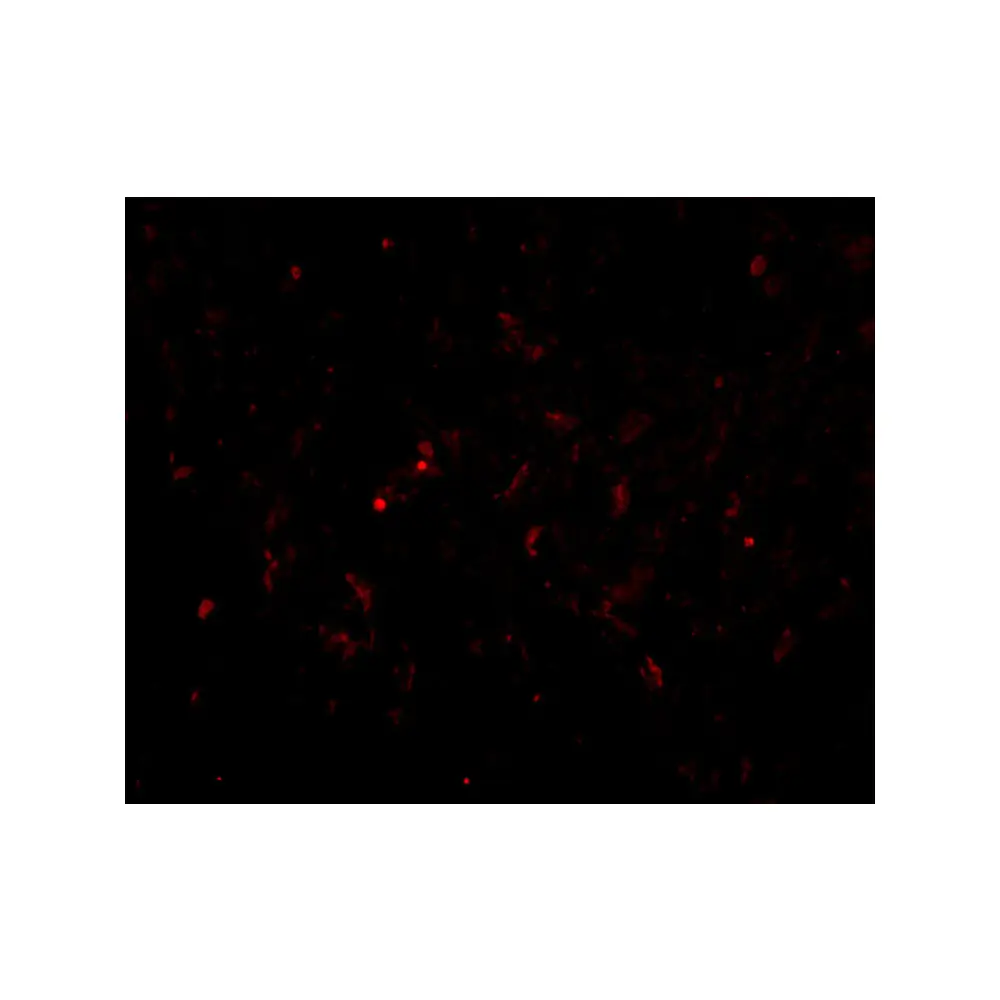 ProSci 4413 GSTP1 Antibody, ProSci, 0.1 mg/Unit Tertiary Image