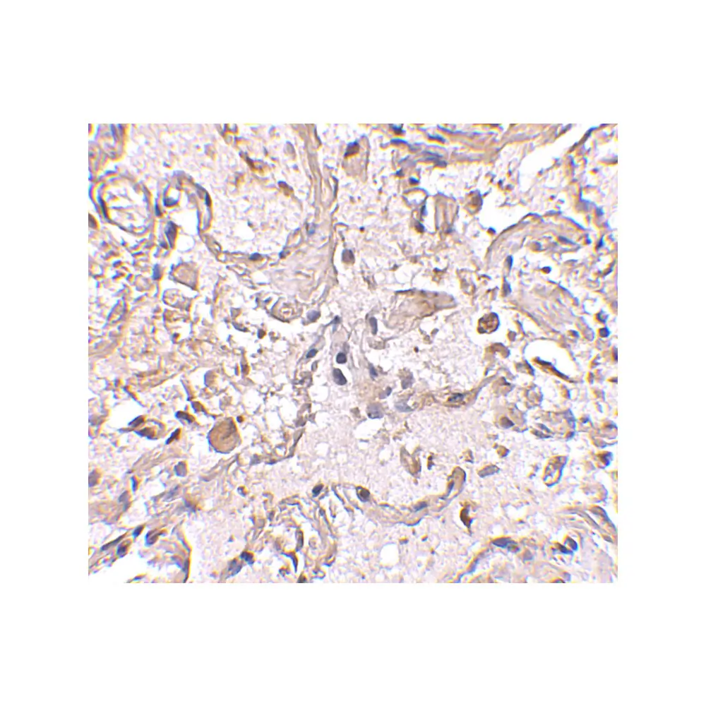 ProSci 4413 GSTP1 Antibody, ProSci, 0.1 mg/Unit Secondary Image