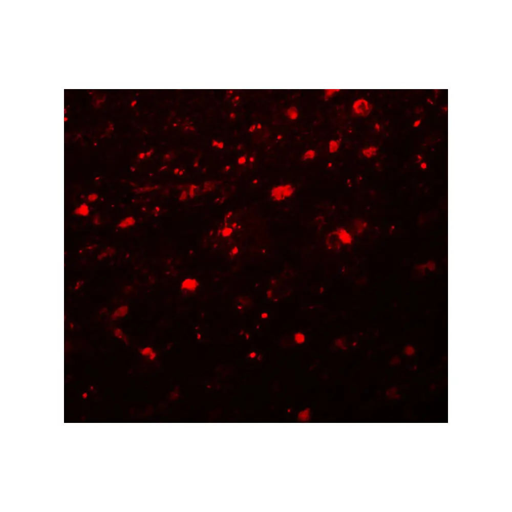 ProSci 5545 Girdin Antibody, ProSci, 0.1 mg/Unit Secondary Image