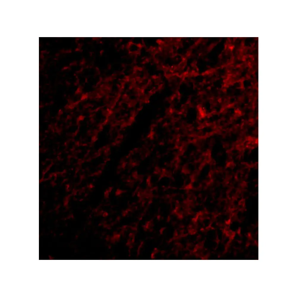 ProSci 4381 Grik1 Antibody, ProSci, 0.1 mg/Unit Tertiary Image