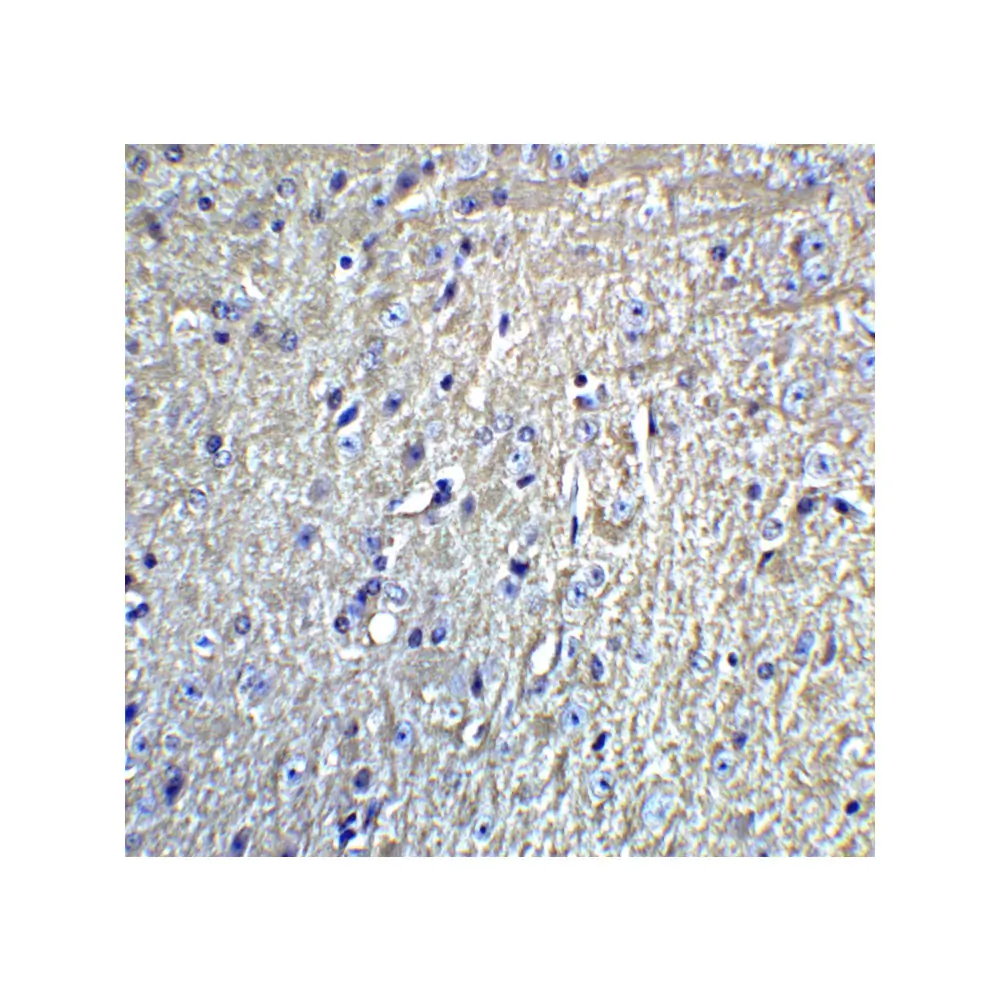 ProSci 4381 Grik1 Antibody, ProSci, 0.1 mg/Unit Quaternary Image