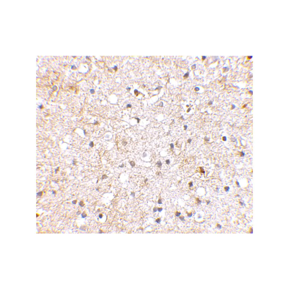 ProSci 4381 Grik1 Antibody, ProSci, 0.1 mg/Unit Secondary Image