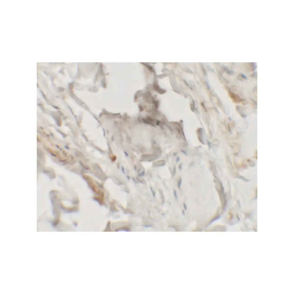 ProSci 6787 HHATL Antibody, ProSci, 0.1 mg/Unit Secondary Image