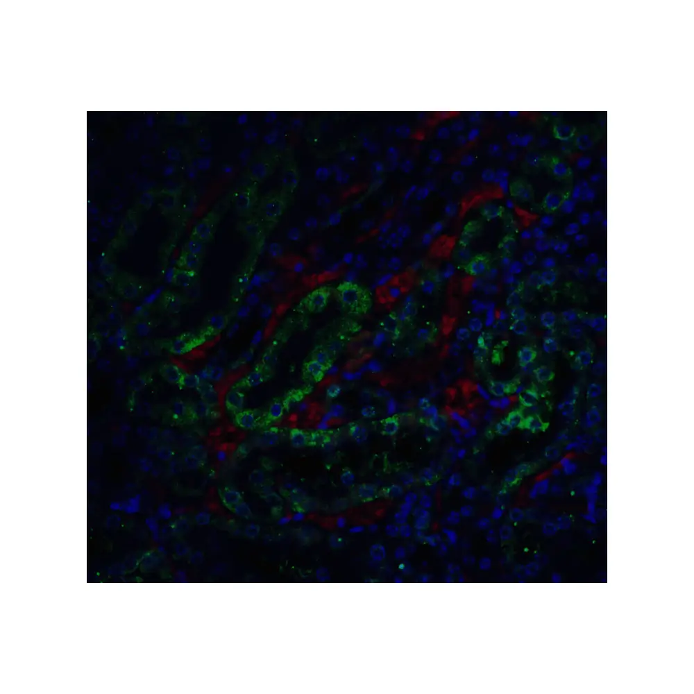 ProSci 2003 ICAD Antibody, ProSci, 0.1 mg/Unit Tertiary Image