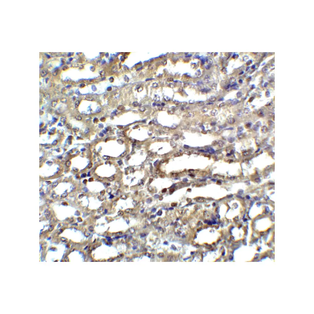 ProSci 2003 ICAD Antibody, ProSci, 0.1 mg/Unit Secondary Image