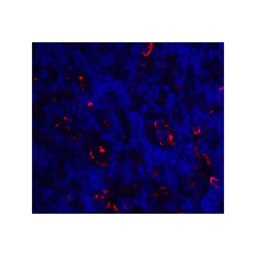 ProSci 8685 ICOS Antibody, ProSci, 0.1 mg/Unit Secondary Image