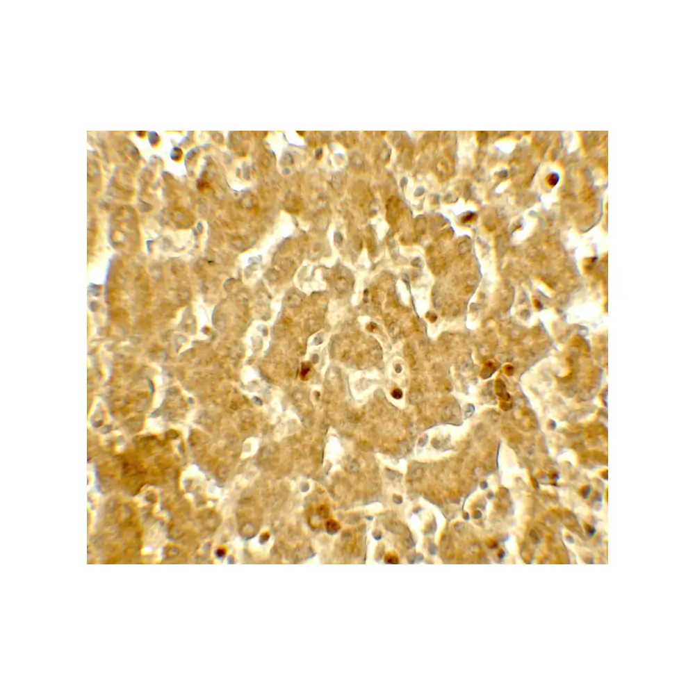 ProSci 7759 IFIT3 Antibody , ProSci, 0.1 mg/Unit Secondary Image