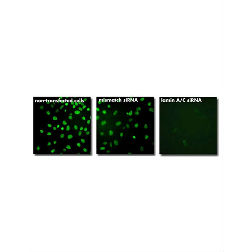 Polyplus-transfection 101000036 INTERFERin