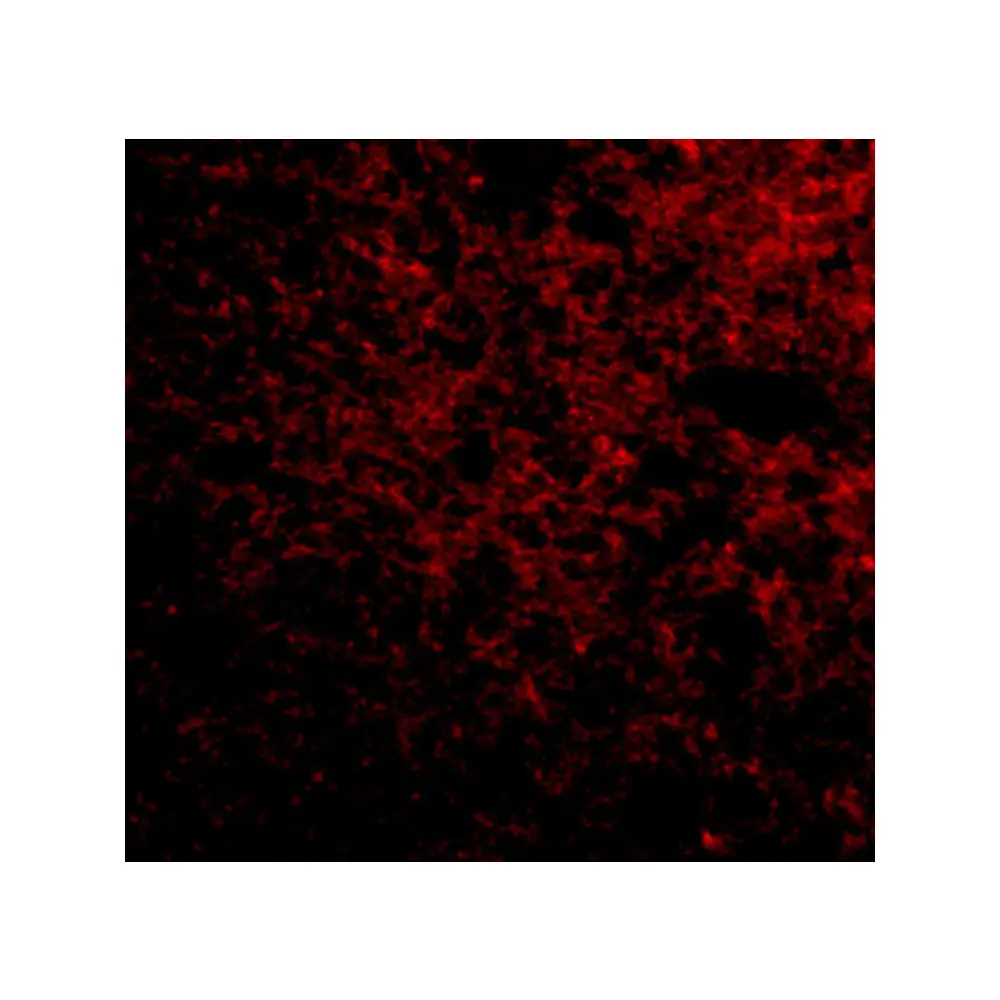 ProSci 4407 IPR1 Antibody, ProSci, 0.1 mg/Unit Tertiary Image