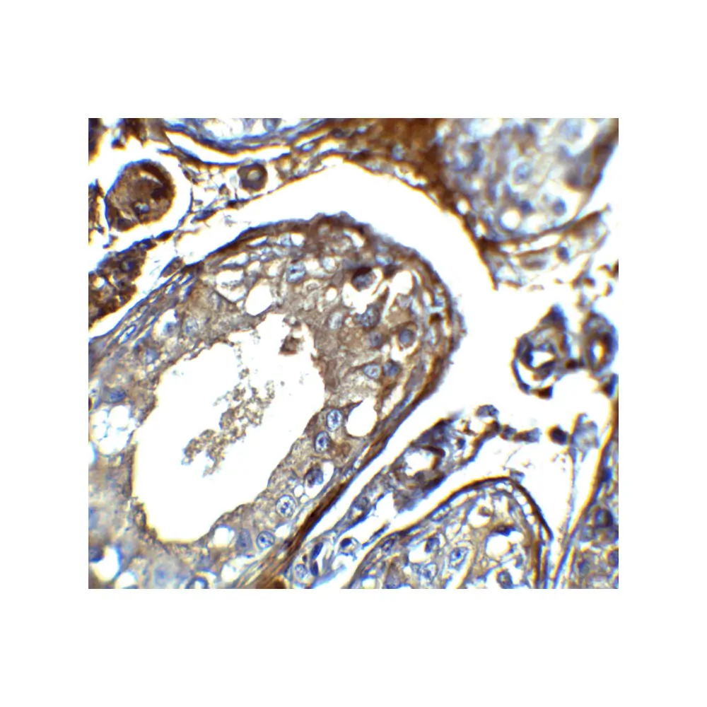 ProSci 8419_S IQCF2 Antibody, ProSci, 0.02 mg/Unit Secondary Image