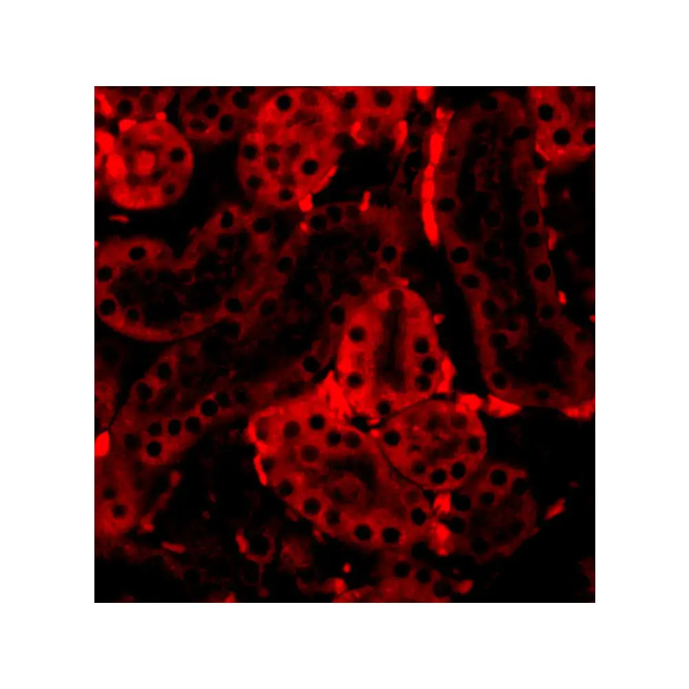 ProSci 3397 IRF3 Antibody, ProSci, 0.1 mg/Unit Tertiary Image