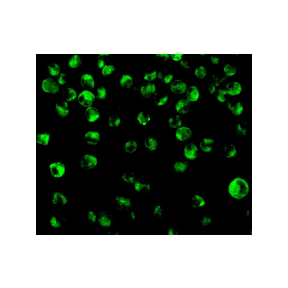 ProSci 3401 IRF8 Antibody, ProSci, 0.1 mg/Unit Secondary Image