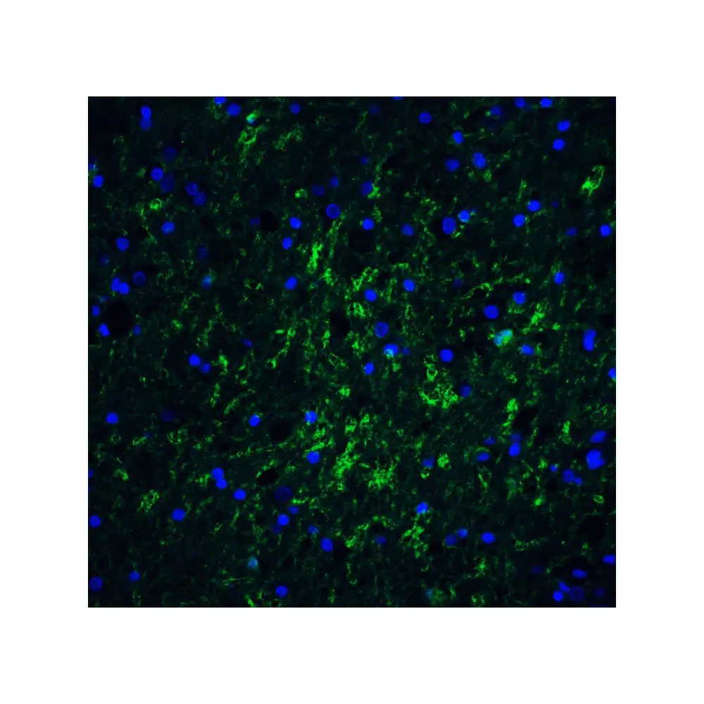 ProSci 4543 IRGM Antibody, ProSci, 0.1 mg/Unit Tertiary Image