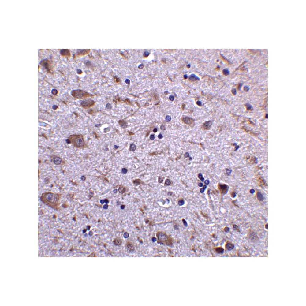 ProSci 4543 IRGM Antibody, ProSci, 0.1 mg/Unit Secondary Image