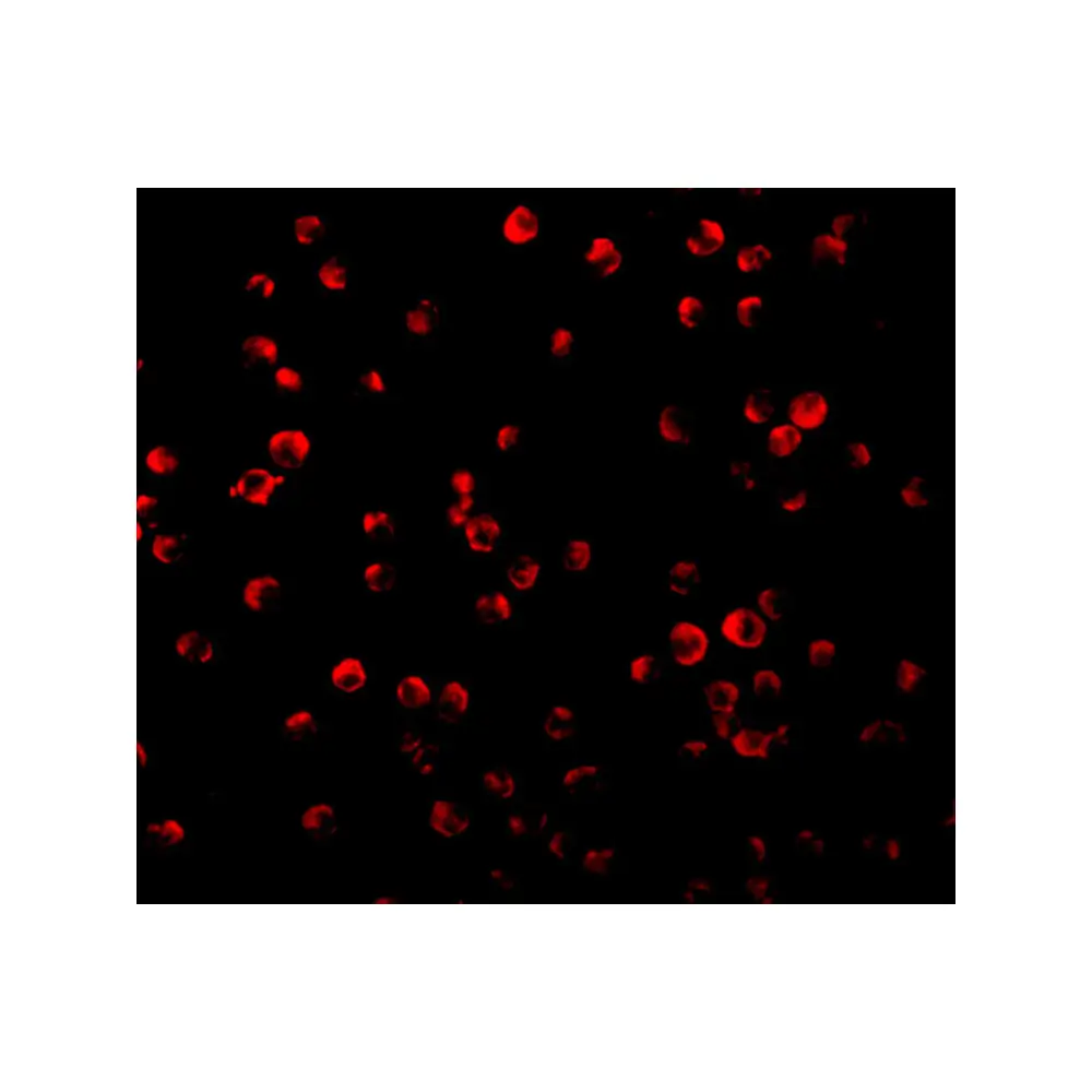 ProSci 3521 IRS-1 Antibody, ProSci, 0.1 mg/Unit Tertiary Image