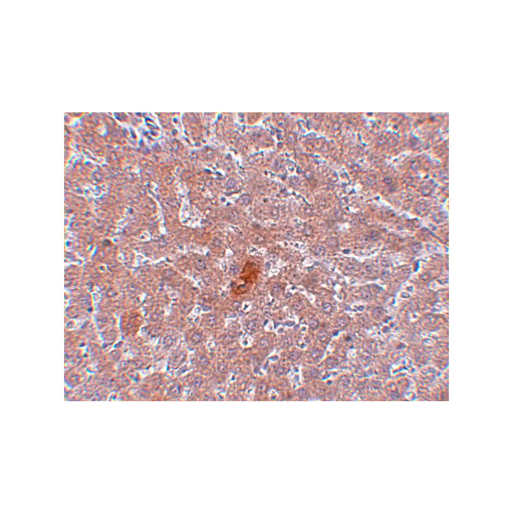 ProSci 5365_S JMJD1A Antibody, ProSci, 0.02 mg/Unit Quaternary Image