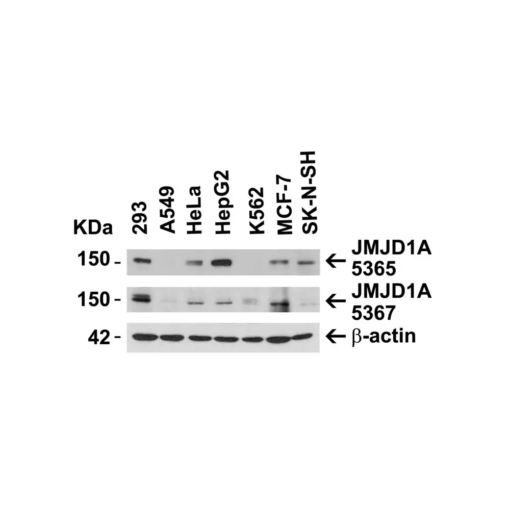 ProSci 5365_S JMJD1A Antibody, ProSci, 0.02 mg/Unit Secondary Image