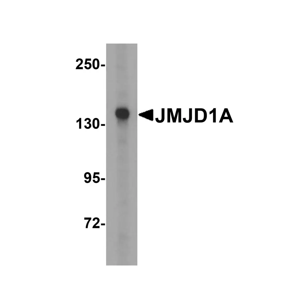 ProSci 5365_S JMJD1A Antibody, ProSci, 0.02 mg/Unit Tertiary Image