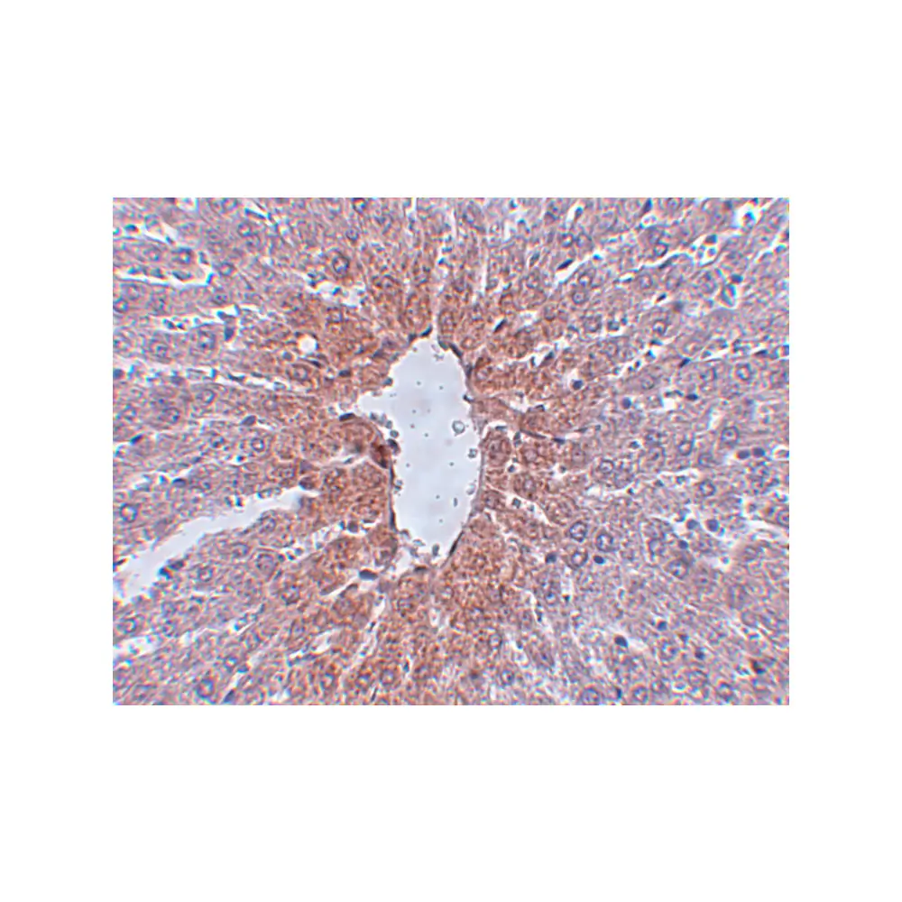 ProSci 5371_S JMJD1C Antibody, ProSci, 0.02 mg/Unit Secondary Image