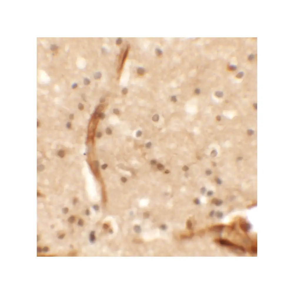 ProSci 6423 KCNK13 Antibody, ProSci, 0.1 mg/Unit Secondary Image