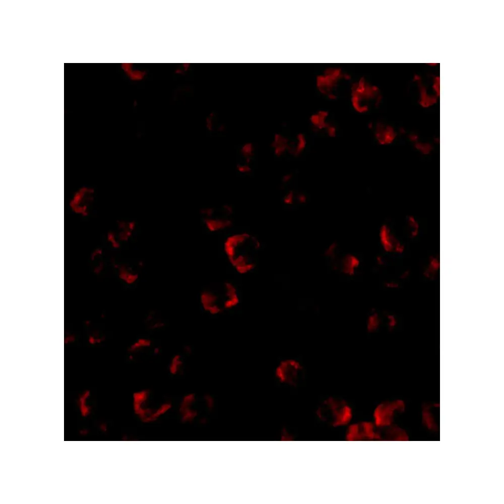 ProSci 4289_S KIF5 Antibody, ProSci, 0.02 mg/Unit Tertiary Image