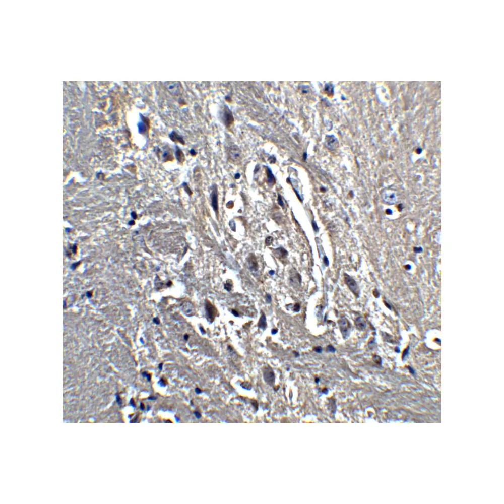 ProSci 4289_S KIF5 Antibody, ProSci, 0.02 mg/Unit Quaternary Image