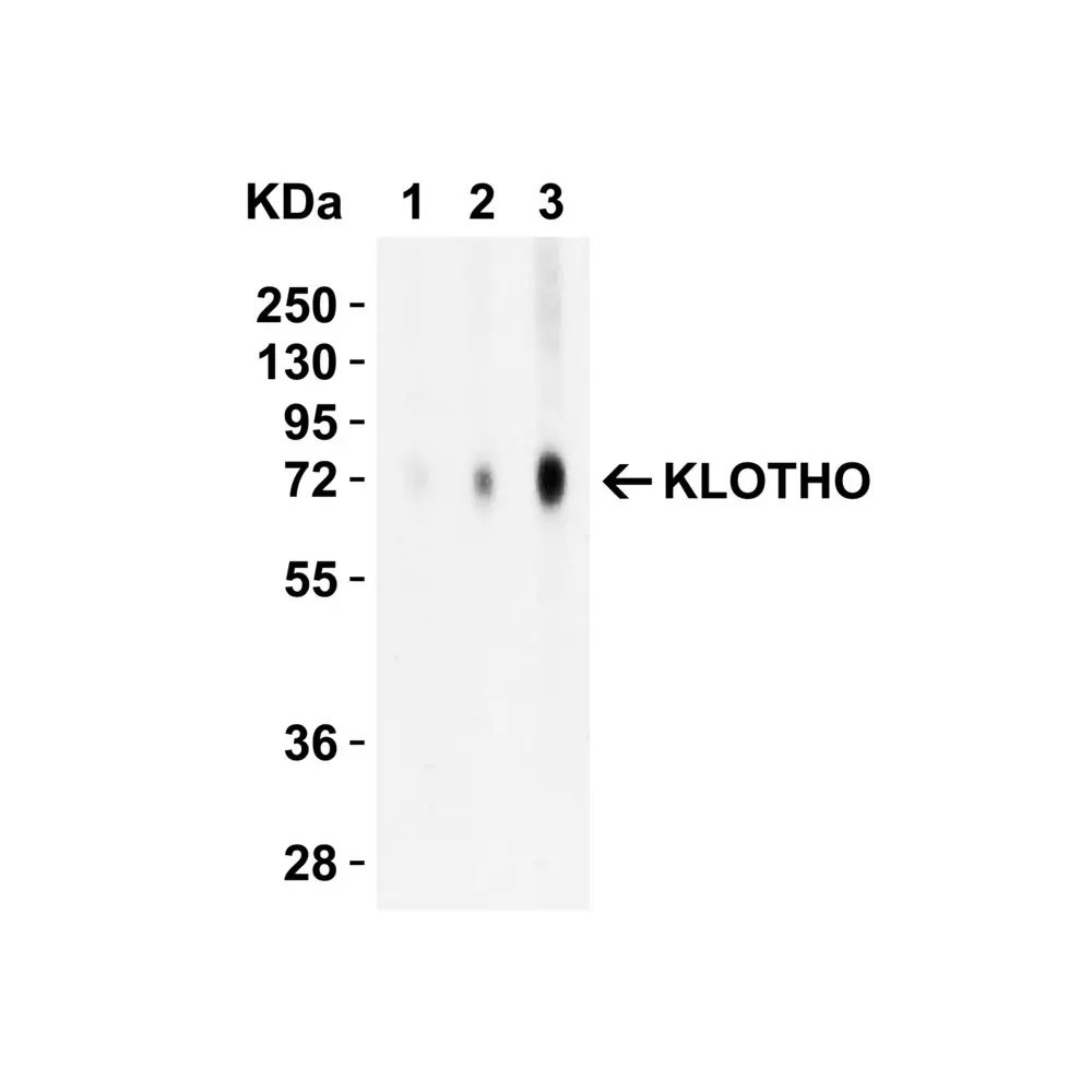 ProSci 6107 KLOTHO Antibody, ProSci, 0.1 mg/Unit Secondary Image