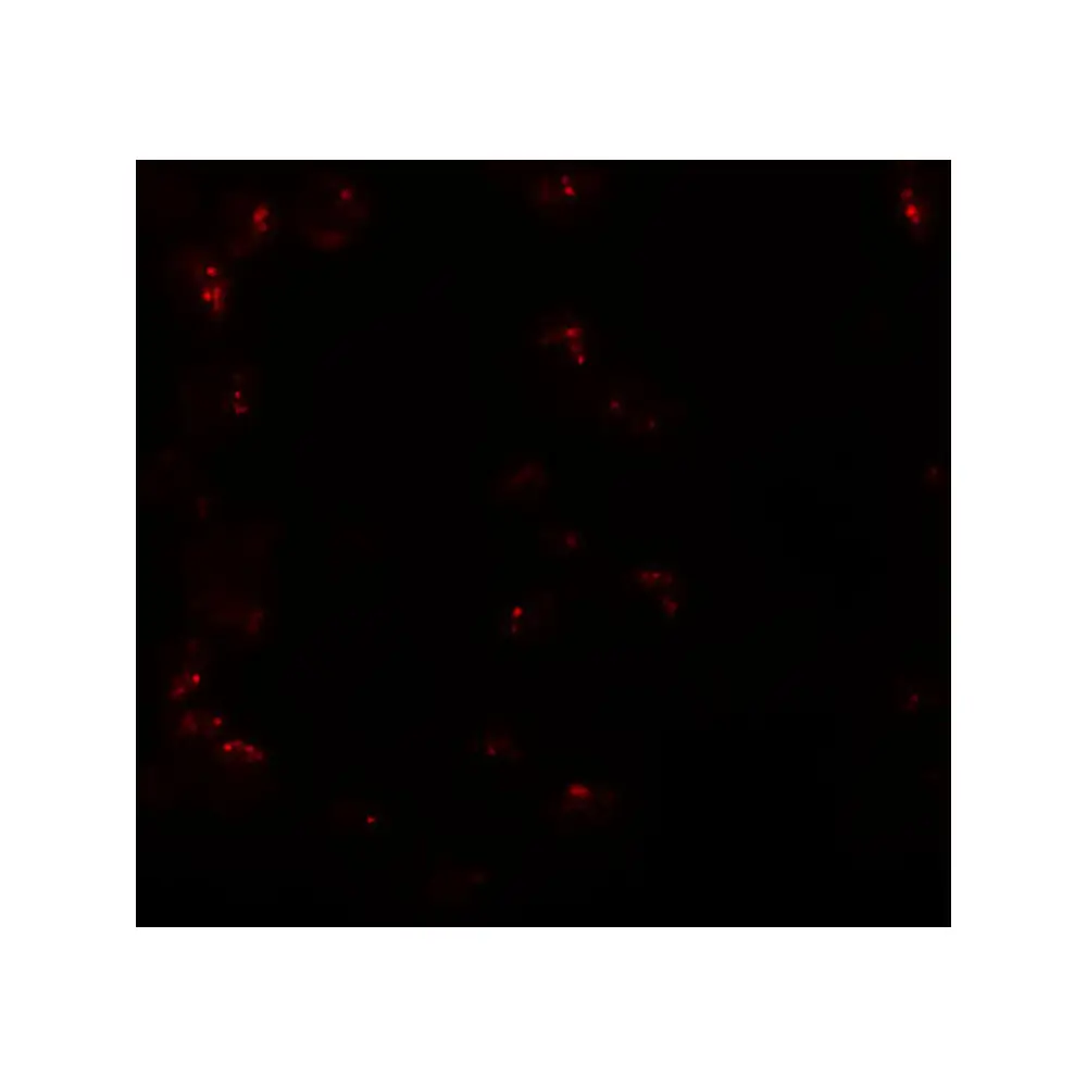 ProSci 5991_S KPNA6 Antibody, ProSci, 0.02 mg/Unit Secondary Image