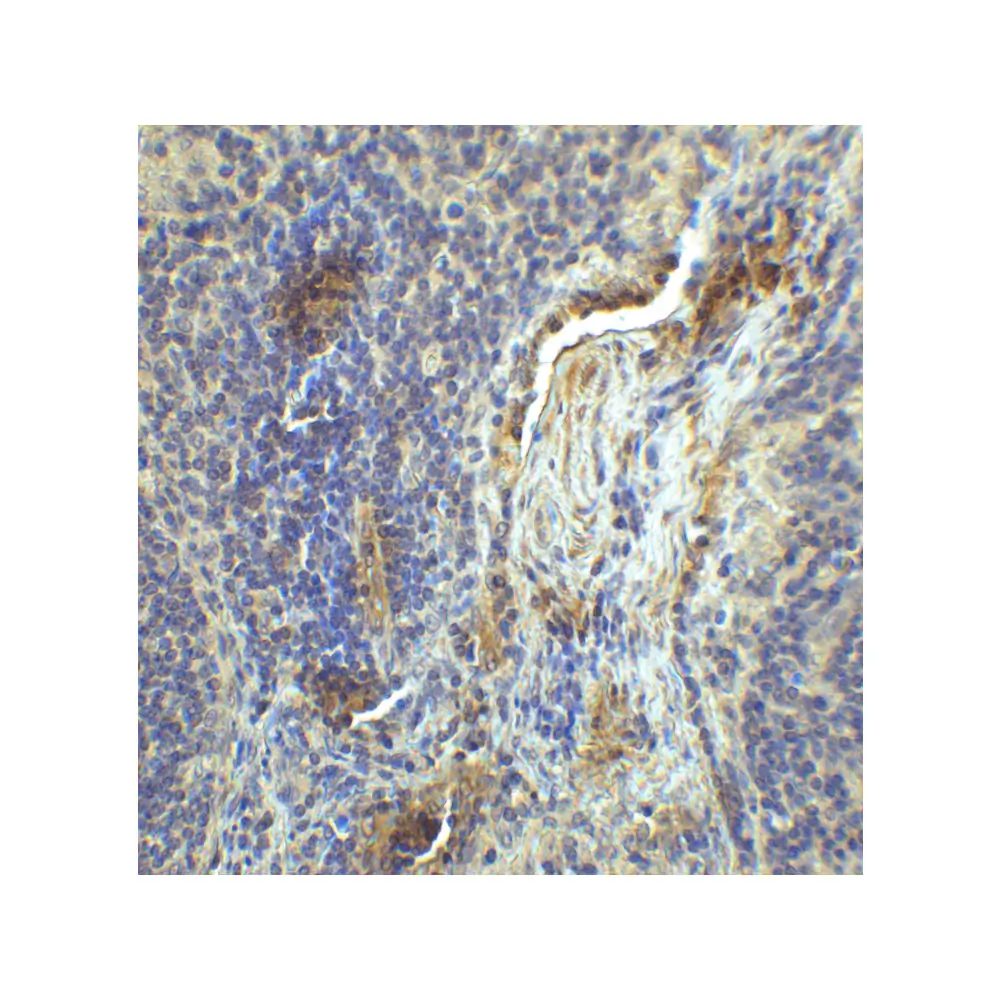 ProSci SD8841 LAG-3 Single Domain Antibody [2B11], ProSci, 0.1 mg/Unit Secondary Image