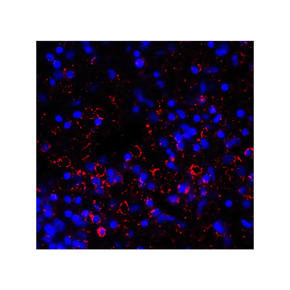 ProSci RF16082 LAG3 Antibody [2G8], ProSci, 0.1 mg/Unit Quaternary Image