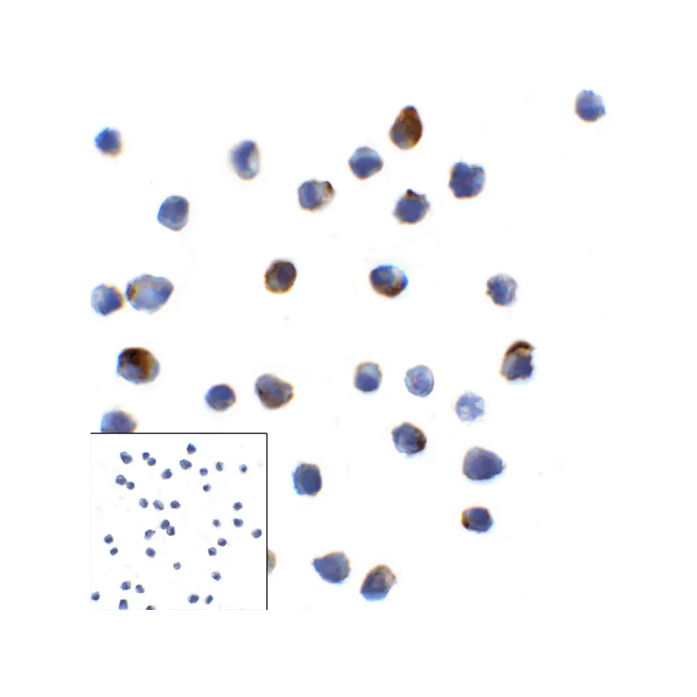 ProSci RF16088 LAG3 Antibody [5F11], ProSci, 0.1 mg/Unit Secondary Image