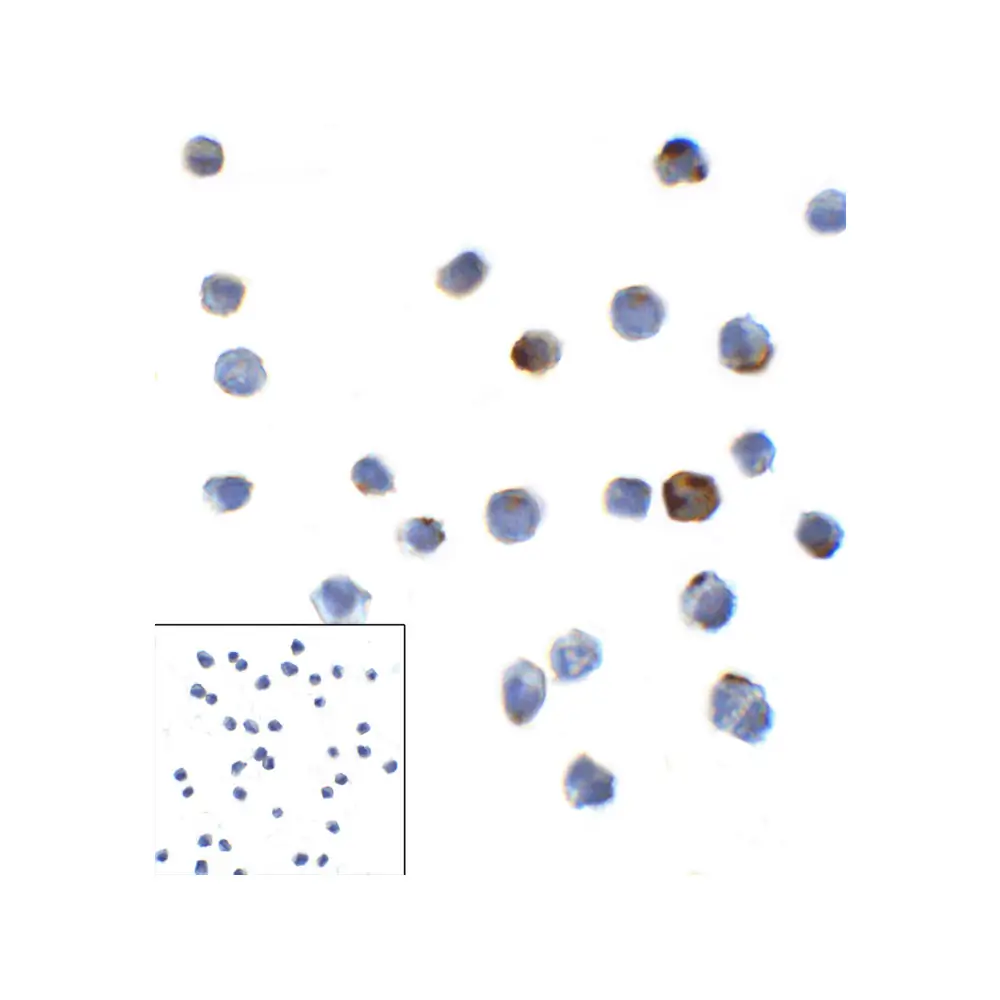 ProSci RF16087_S LAG3 Antibody [6D1], ProSci, 0.02 mg/Unit Primary Image