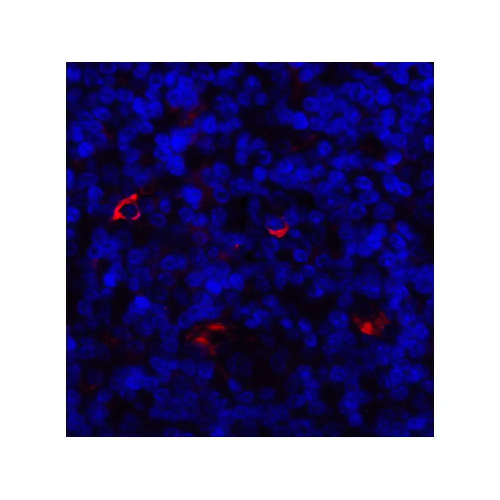 ProSci 8655 LAG3 Antibody, ProSci, 0.1 mg/Unit Tertiary Image