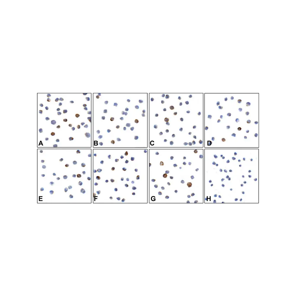 ProSci RF16080 LAG3 Detection Set (Risk Free), ProSci, 1 Set/Unit Tertiary Image