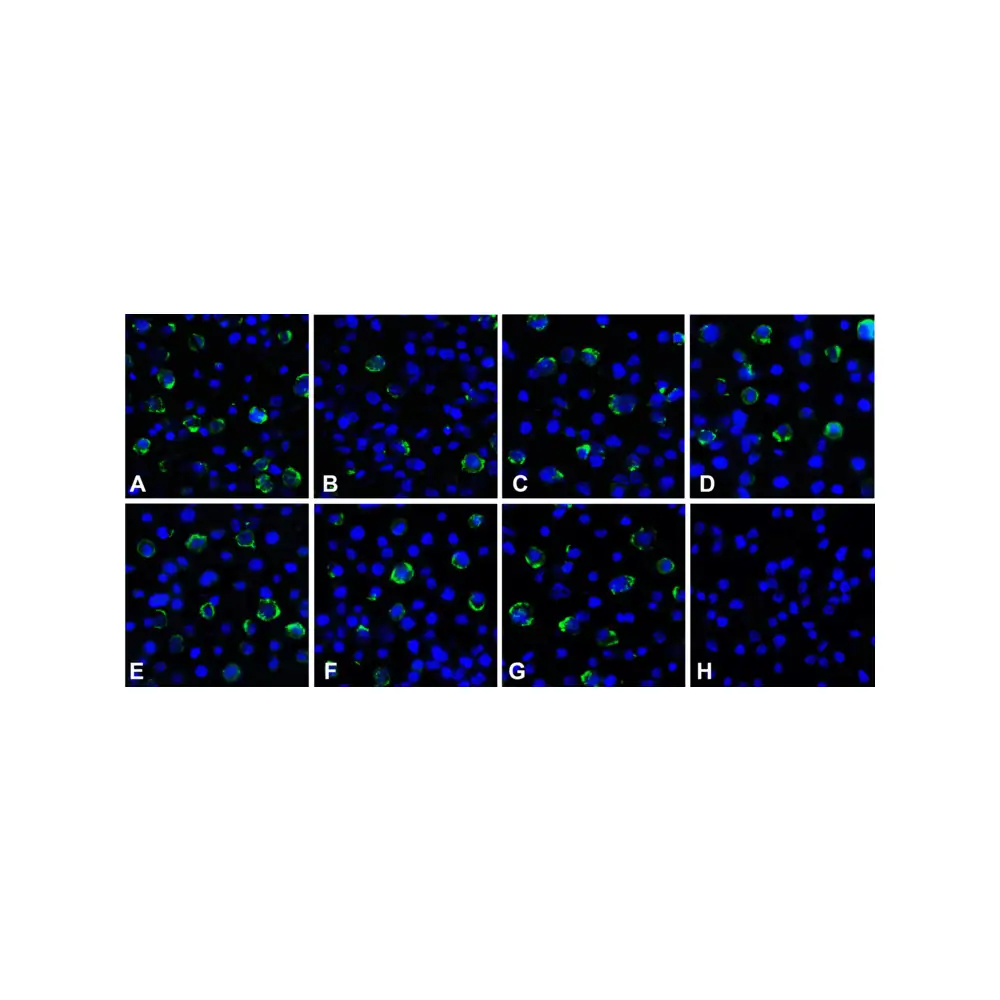 ProSci RF16080 LAG3 Detection Set (Risk Free), ProSci, 1 Set/Unit Quaternary Image