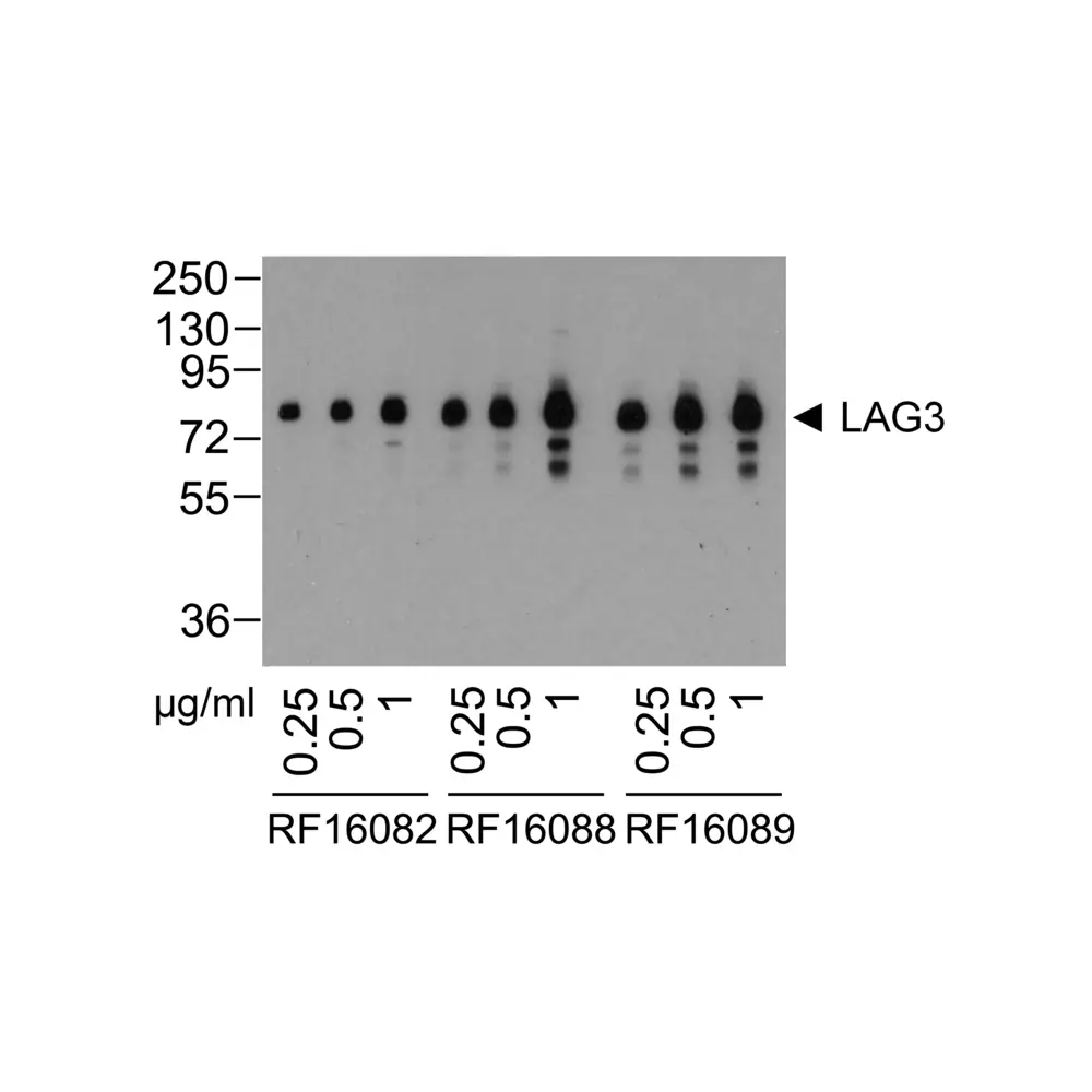 ProSci RF16080 LAG3 Detection Set (Risk Free), ProSci, 1 Set/Unit Secondary Image