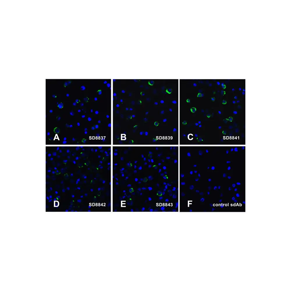 ProSci SD8700 LAG3 Detection Set , ProSci, 1 Set/Unit Secondary Image