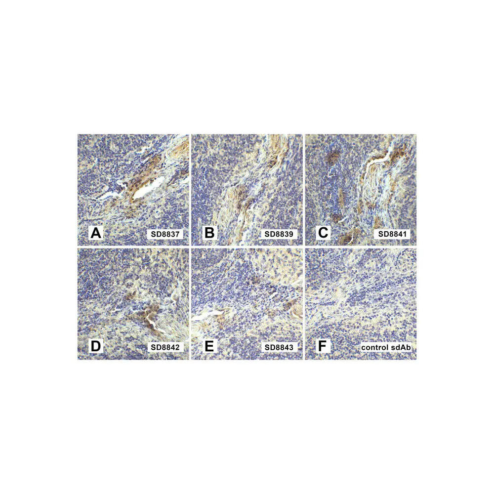 ProSci SD8700 LAG3 Detection Set , ProSci, 1 Set/Unit Tertiary Image