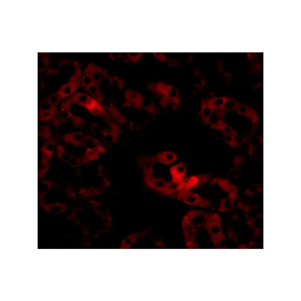 ProSci 5261 LIAR Antibody, ProSci, 0.1 mg/Unit Tertiary Image