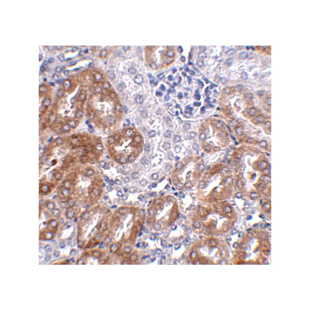 ProSci 5261 LIAR Antibody, ProSci, 0.1 mg/Unit Secondary Image