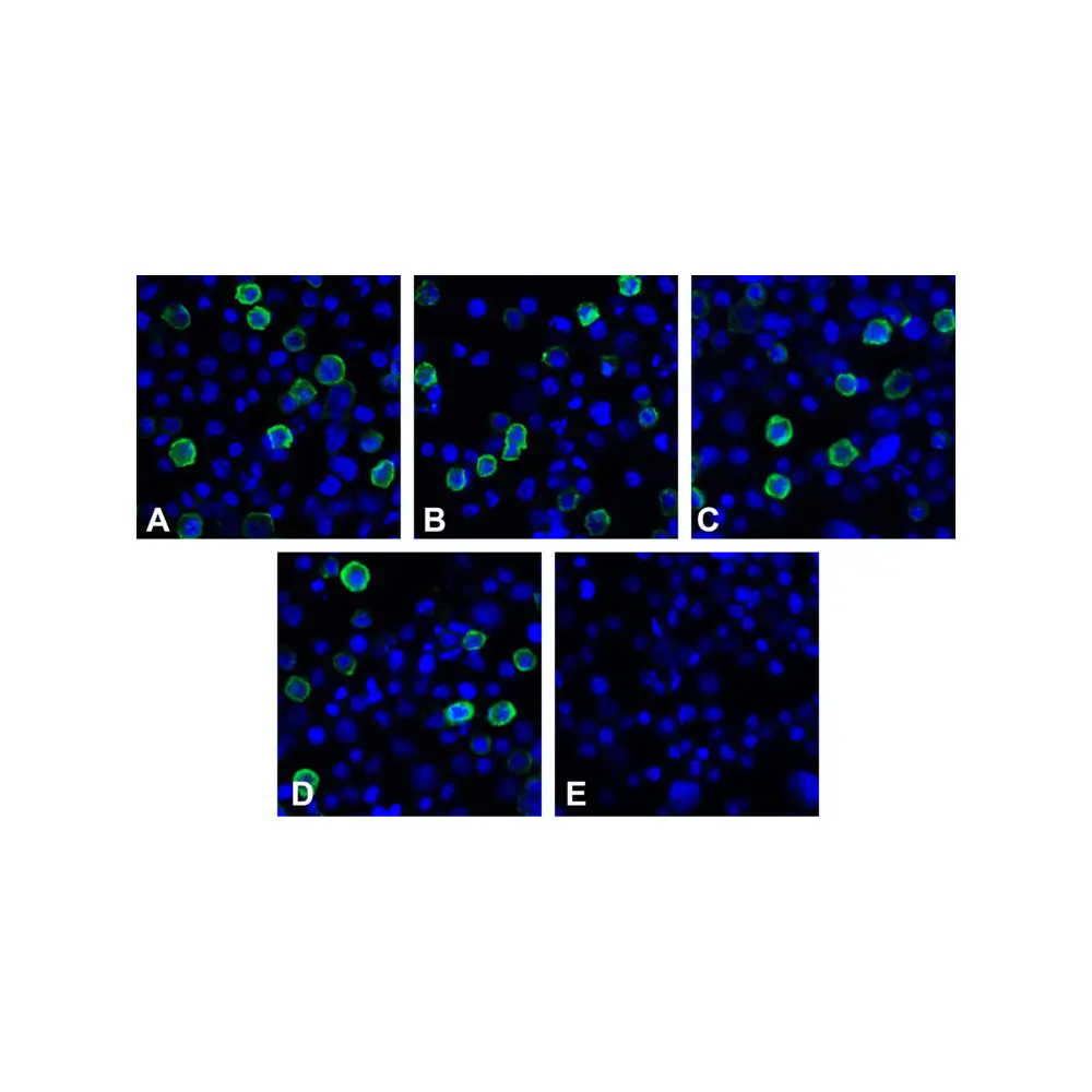 ProSci RF16060 LIGHT Detection Set (Risk Free), ProSci, 1 Set/Unit Quaternary Image