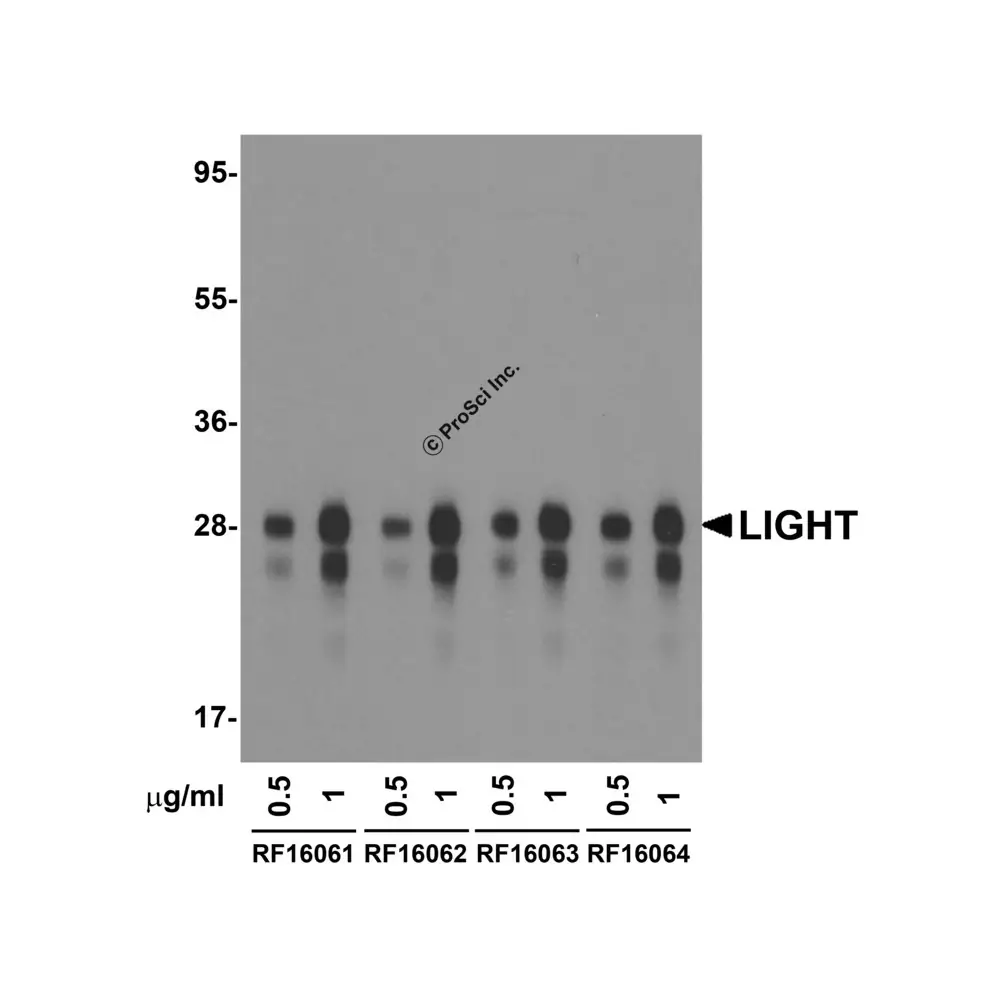 ProSci RF16060 LIGHT Detection Set (Risk Free), ProSci, 1 Set/Unit Secondary Image