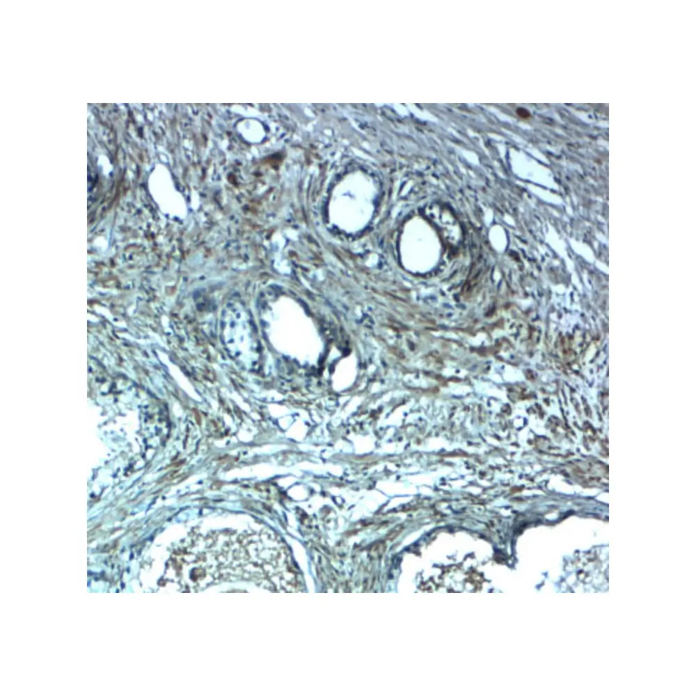 ProSci 7539_S LRRC26 Antibody, ProSci, 0.02 mg/Unit Secondary Image