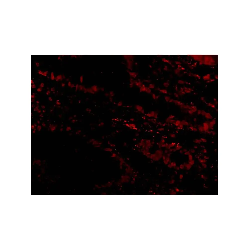 ProSci 2505_S Livin Antibody, ProSci, 0.02 mg/Unit Tertiary Image