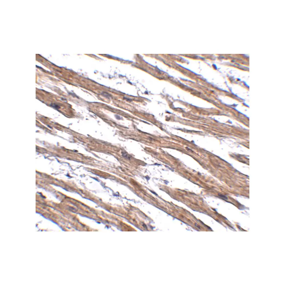 ProSci 5271_S MAK10 Antibody, ProSci, 0.02 mg/Unit Secondary Image