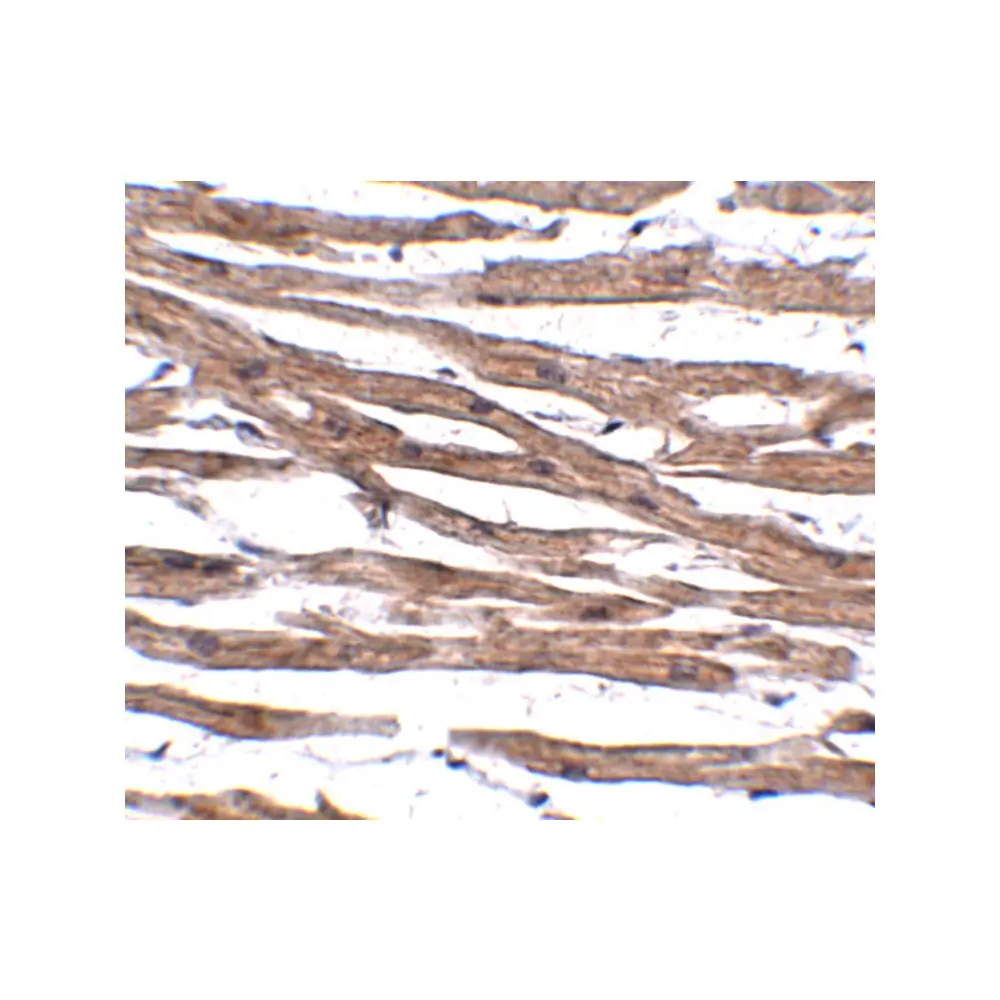 ProSci 5273 MAK10 Antibody, ProSci, 0.1 mg/Unit Secondary Image