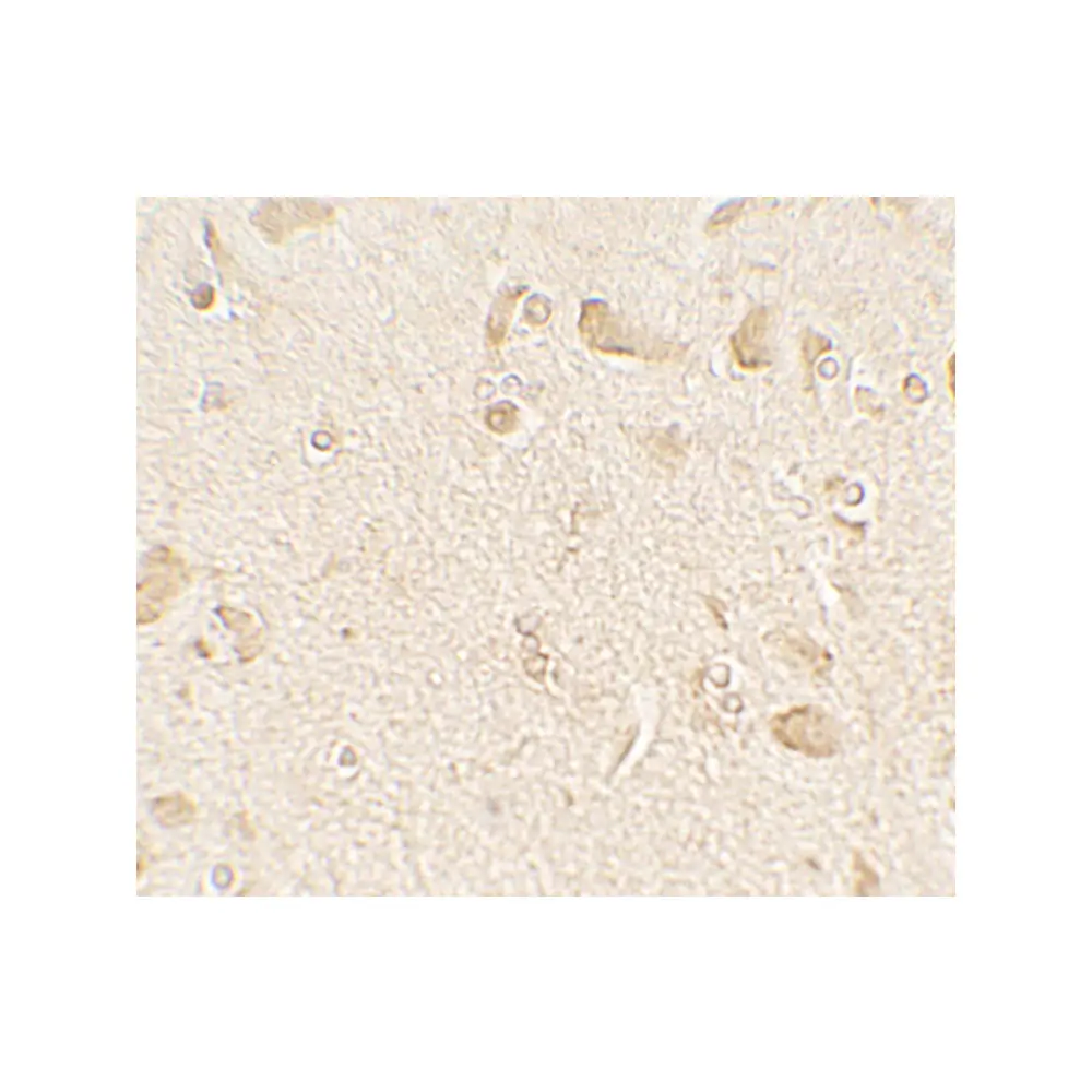 ProSci 7583 MAP1LC3C Antibody, ProSci, 0.1 mg/Unit Secondary Image