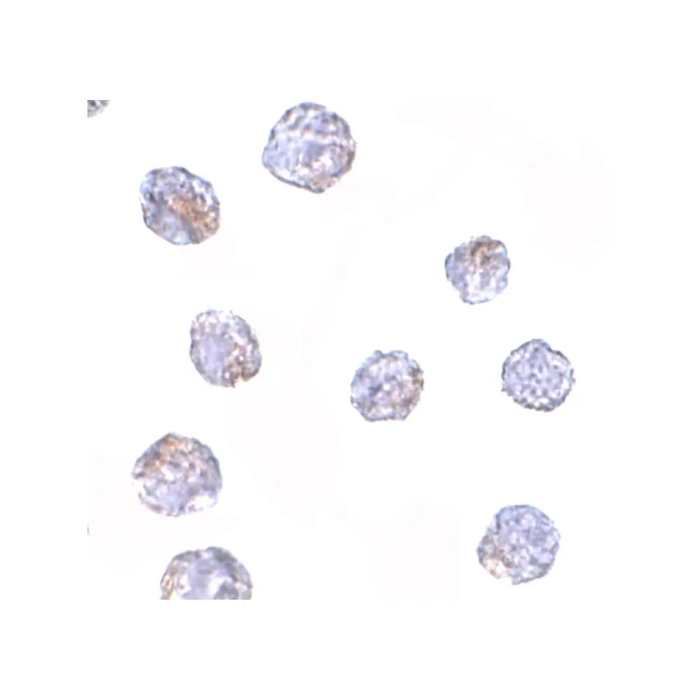 ProSci 4885 MARCH8 Antibody, ProSci, 0.1 mg/Unit Secondary Image